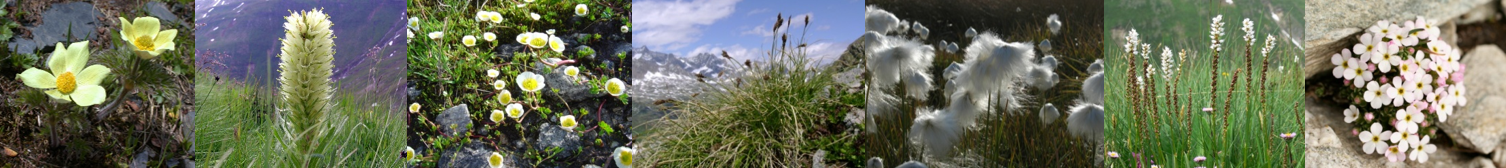 Floral biodiversity in mountains
