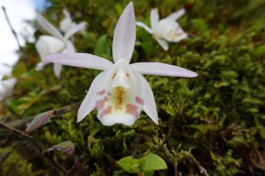 Titleimage: Global Mountain Biodiversity Assessment (GMBA)