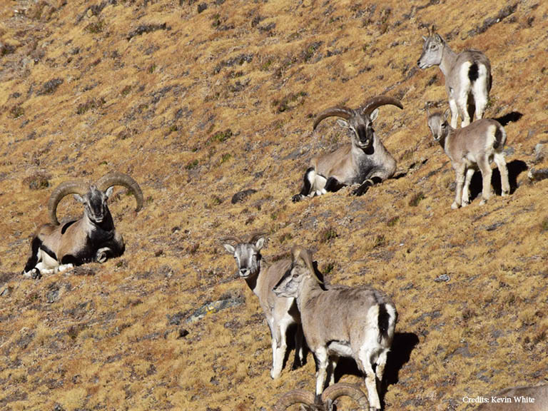 Mountain mammals in Nepal (credits: Kevin White)